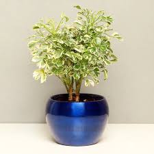 All of these fertilizers may be used when planting parsley aralia plant. Send Aralia Plant Variegated Online Price Rs 449 Floweraura