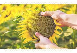 Maybe you would like to learn more about one of these? The Life Cycle Of A Sunflower When Do Sunflowers Bloom Ftd Com