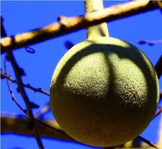 Image result for Cladostemon kirkii