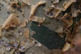 Image result for Commiphora tenuipetiolata