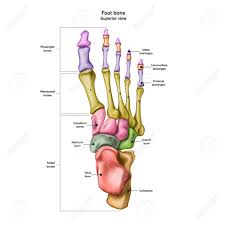 Bones Of The Human Foot With The Name And Description Of All