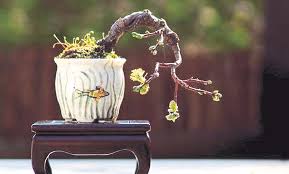 We did not find results for: Keindahan Tersendiri Bonsai