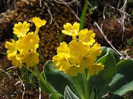 Includes all important info including water needs, sun preferences, hardiness zones and much more. 43 Types Of Yellow Flowers With Names Meaning And Pictures Florgeous