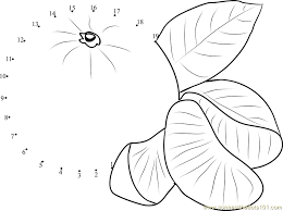 Then, they add the leaf where it is also various too. Orange Slices Dot To Dot Printable Worksheet Connect The Dots