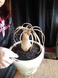 Maybe you would like to learn more about one of these? How Can You Tell If A Ponytail Palm Tree Is Dying Gardening Landscaping Stack Exchange
