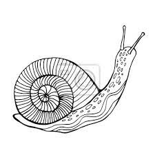This turbo the snail coloring page is available for free in turbo coloring …visit dltk's insects crafts and printables. Snail Coloring Page For Children And Adults Fototapete Fototapeten Symbol Spirale Slug Myloview De
