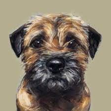 Maybe you would like to learn more about one of these? 500 Idees De Border Terrier En 2021 Chien Border Terrier Animaux