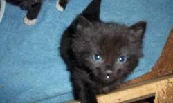 Ukpets found the following maine coon for sale in the uk. Maine Coon Kittens For Sale In Edmonton Alberta Your Pet For Sale