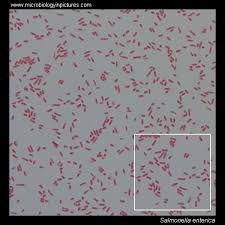 Pathogenic for rodents and other small animals. Salmonella Gram Stain And Cell Morphology Salmonella Micrograph Appearance Under The Microscope Salmonella Cell Morphology Salmonella Microscopic Picture Salmonella Enteritidis