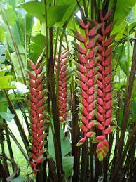 Red Heliconia Bracts Ho Omaluhia Botanical Garden Kaneohe Heliconia Plant Paradise Plant Heliconia