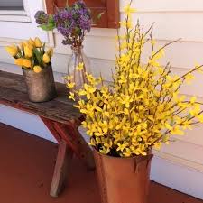 Forsythia In Tall Container Forsythia Plants Spring Time