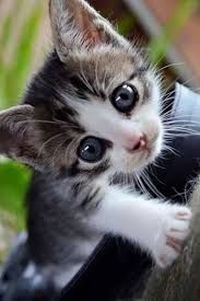 Le Vrai Superstitieux C Est Celui Qui Est Persuade Que Passer Sous Un Chat Noir Porte Malheur Animaux Adorables Chats Et Chatons Chats Adorables