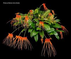 Image result for Bulbophyllum vulcanicum