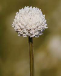 Image result for Eriocaulon abyssinicum