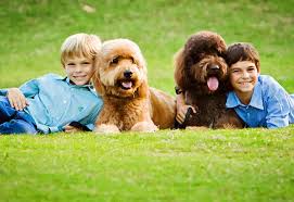 Browse thru goldendoodle puppies for sale near ocala, florida, usa area listings on puppyfinder.com to find your perfect puppy. Goldendoodle Puppies By Moss Creek Goldendoodles In Florida English Goldendoodle Puppies