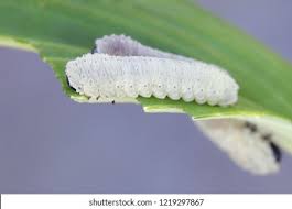 Confined to my desk by wet weather, i realise that the planting around my pond is the most important in my whole garden because i sit and look at it all the time i am 'working'. Solomons Seal Sawfly Larvae Phymatocera Aterrima Stock Photo Edit Now 1219297867
