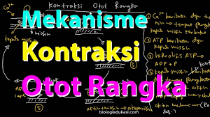 Proses pernapasan pada ikan dimulai saat air masuk ke rongga mulut, dalam keadaan ini tutup insang menutup. Sistem Pernapasan Manusia Mekanisme Pernapasan Perut Youtube