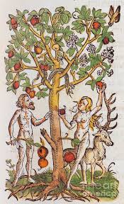 These adam and eve coloring sheets will be a fun activity for your kids to engage in because they will be able to relate to the biblical story which they may this picture shows how eve gave into temptation first by plucking the fruit from the tree. Adam And Eve And Legless Snake Under An Apple Tree N2 Photograph By Humorous Quotes