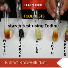 iodine test for starch brilliant biology student