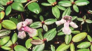 Image result for Linderniaceae