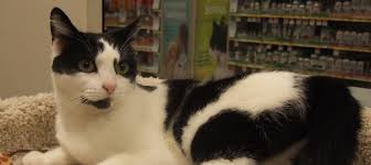 Cat rescues in silicon valley and the south bay area. Welcome To Give Me Shelter Cat Rescue