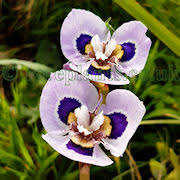 Image result for Moraea simulans