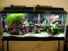 I Miss My 55 Gallon Salt Water Aquarium This One Is Gorgeous Saltwater Aquarium Amazing Aquariums Saltwater Aquarium Setup