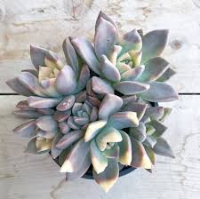 This article discusses about the causes of variegation and how to care for variegated succulents. Just Placed My First Order With Fairyblooms Com For The First Time In Forever Because These Variegated Ghost Plants Are Back In Stock Succulents