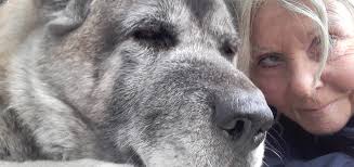 Is this Akita a pure breed based