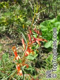Image result for Scleria laxiflora