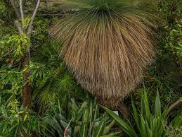 Grasbaum Im Botanischen Garten Wien Bluht Erstmals Sn At