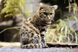 Pin En Kedi Kopek