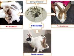 Image result for scabies rabbits ears