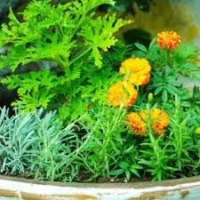 Check spelling or type a new query. How To Repel Mosquitoes With Plants Calloway S Nursery