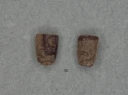 Image result for Cyanotis lanata