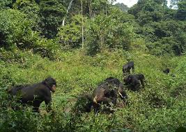 Tropical Rainforest Animals In Africa Salonga National Park Africa S Largest Tropical Rain Forest African Rainforest Rainforest Animals African Wildlife