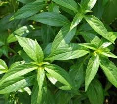 Image result for Motandra paniculata