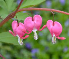 My Bleeding Heart Is A Different Color Bleeding Heart Flowers Changing Color Bleeding Heart Flower Bleeding Heart Flower Care