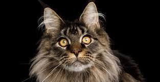 Our maine coon cats are from world winning catteries, from both here in the u.s. Maine Coon Cat Breed Profile Petfinder