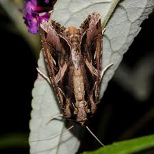 Image result for Dolichos sericeus