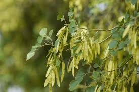 Image result for Dalbergia nitidula