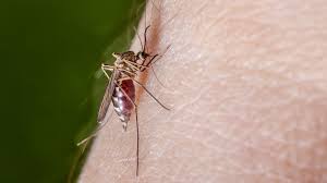 Mucken Auch Heimische Art Ubertragt West Nil Virus Ndr De Ratgeber Gesundheit