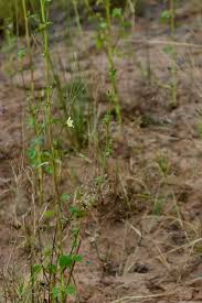 Image result for Hibiscus nigricaulis