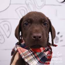 Pin On Forever Love Puppies Experience