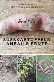 Susskartoffeln Anbauen Und Ernten Geheimtipp Vom Bauer Susskartoffeln Anbauen Susskartoffeln Pflanzen Tomaten Zuchten