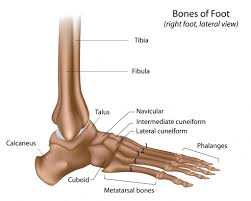 Anatomy Of Foot Ankle Foot Amp Ankle Bones Foot Anatomy