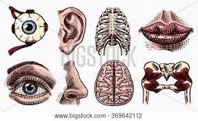 Moving during chest expansion to enable lung inflation. Anatomy Human Bones Vector Photo Free Trial Bigstock