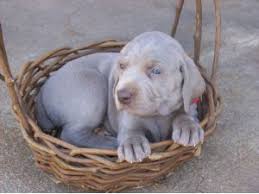 Blue ridge weimaraner's has 30+ years of experience raising & loving puppies. Weimaraner Puppies For Sale