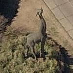 I loved that i didnt have to pay a ton to enter and felt like i didnt have to get my money worth and stay all day. Giraffe Statue At Dallas Zoo In Dallas Tx Google Maps