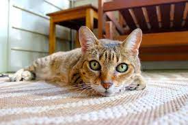 Although baking soda, vinegar, soap, and hydrogen peroxide may neutralize the odors temporarily, a humid day can cause the uric acid to recrystallize, and the infamous cat odor will return. How To Get Cat Urine Smell Out Of Carpet Wood And Upholstery The Maids